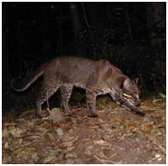 NEW TYPE OF GOLDEN CAT DISCOVERED