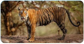 TIGER: A SUCCESS STORY IN THE HIMALAYAS