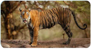 TIGER: A SUCCESS STORY IN THE HIMALAYAS