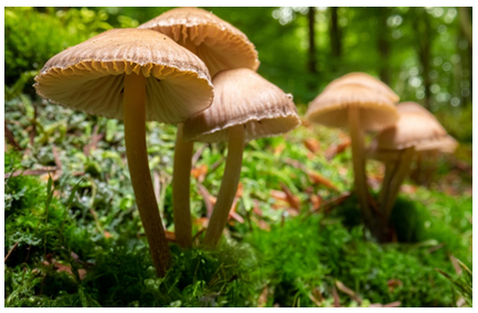 Largest Mushroom Found in Arunachal