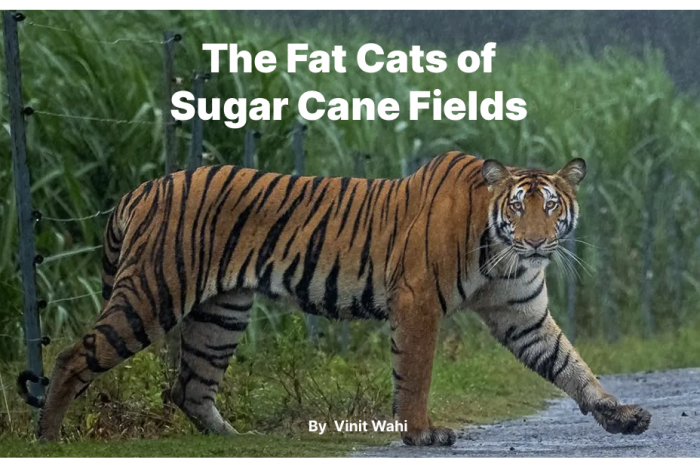 The Fat Cats of Sugar Cane Fields