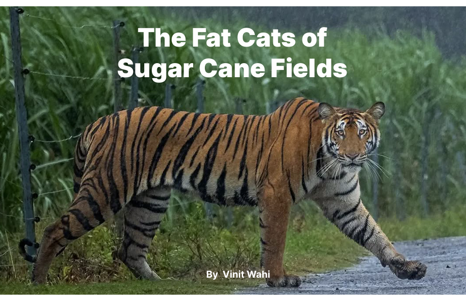 The Fat Cats of Sugar Cane Fields