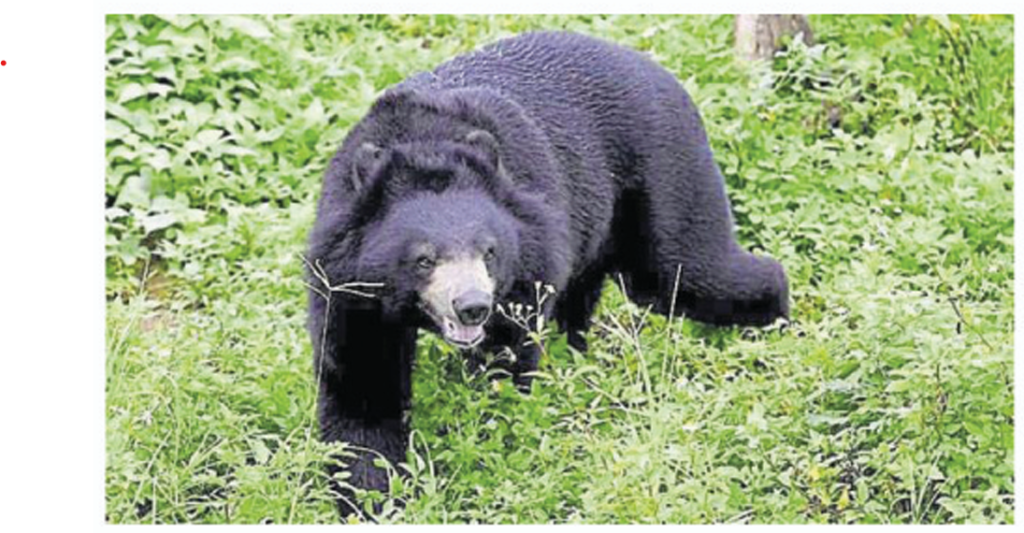 Insomniac Bears and Snake Biting More