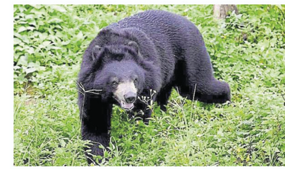 Insomniac Bears and Snake Biting More